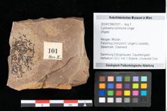Foto (Objekt + Etikett) von Cystoseira communis Unger (NHMW-GEO-2024-0188-0101)